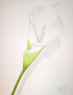 Calla Lily